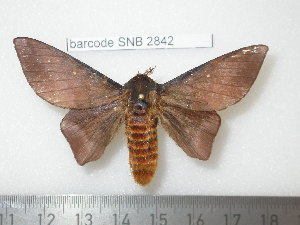  ( - barcode SNB 2842)  @13 [ ] Copyright (2010) Stefan Naumann Research Collection of Stefan Naumann