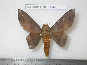  ( - barcode SNB 2845)  @12 [ ] Copyright (2010) Stefan Naumann Research Collection of Stefan Naumann