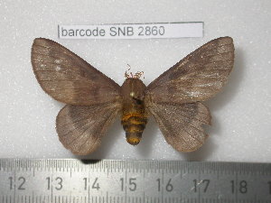  ( - barcode SNB 2860)  @14 [ ] Copyright (2010) Stefan Naumann Research Collection of Stefan Naumann