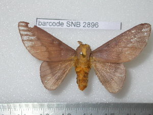  ( - barcode SNB 2896)  @11 [ ] Copyright (2010) Stefan Naumann Research Collection of Stefan Naumann