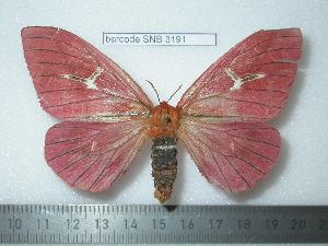  (Cerodirphia rosecuscoensis - barcode SNB 3191)  @14 [ ] Copyright (2010) Stefan Naumann Research Collection of Stefan Naumann