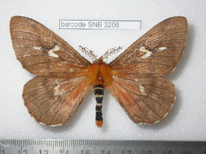  (Cerodirphia radama consaepta - barcode SNB 3206)  @14 [ ] Copyright (2010) Stefan Naumann Research Collection of Stefan Naumann