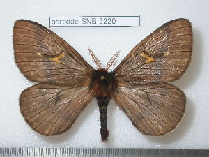  (Cerodirphia moronensis - barcode SNB 3220)  @15 [ ] Copyright (2010) Stefan Naumann Research Collection of Stefan Naumann