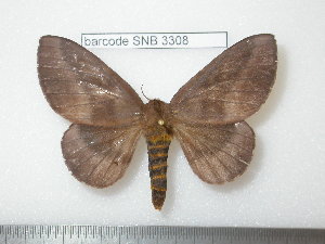  ( - barcode SNB 3308)  @14 [ ] Copyright (2010) Stefan Naumann Research Collection of Stefan Naumann