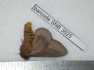  ( - barcode SNB 3625)  @12 [ ] Copyright (2012) Stefan Naumann Research Collection of Stefan Naumann