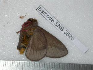  ( - barcode SNB 3626)  @12 [ ] Copyright (2012) Stefan Naumann Research Collection of Stefan Naumann
