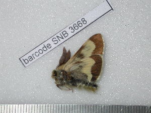  ( - barcode SNB 3668)  @12 [ ] Copyright (2012) Stefan Naumann Research Collection of Stefan Naumann
