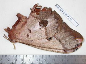  ( - barcode SNB 4313)  @12 [ ] Copyright (2012) Stefan Naumann Research Collection of Stefan Naumann