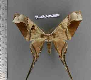  (Copiopteryx semiramis phoenix - barcode SNB 4376)  @13 [ ] Copyright (2012) Stefan Naumann Research Collection of Stefan Naumann