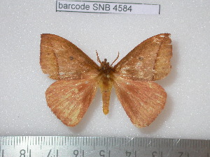  ( - barcode SNB 4584)  @13 [ ] Copyright (2012) Stefan Naumann Research Collection of Stefan Naumann