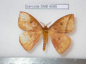  ( - barcode SNB 4586)  @13 [ ] Copyright (2012) Stefan Naumann Research Collection of Stefan Naumann