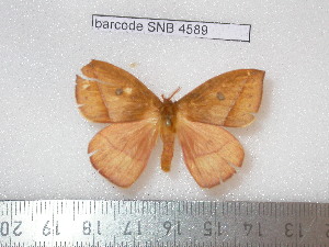 ( - barcode SNB 4589)  @13 [ ] Copyright (2012) Stefan Naumann Research Collection of Stefan Naumann
