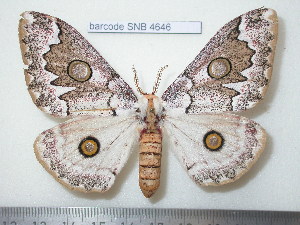  (Usta angulata - barcode SNB 4646)  @15 [ ] Copyright (2012) Stefan Naumann Research Collection of Stefan Naumann