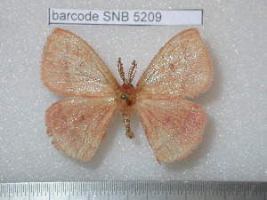  ( - barcode SNB 5209)  @13 [ ] Copyright (2010) Stefan Naumann Research Collection of Stefan Naumann