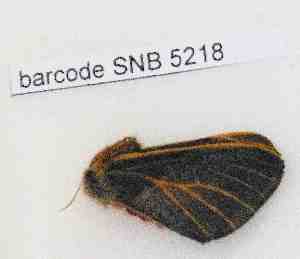  ( - barcode SNB 5218)  @12 [ ] Copyright (2010) Stefan Naumann Research Collection of Stefan Naumann