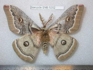  (Saturnia shadulla - barcode SNB 5252)  @15 [ ] Copyright (2013) Stefan Naumann Research Collection of Stefan Naumann