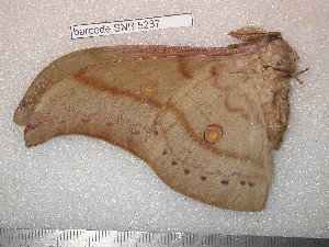  (Antheraea scida - barcode SNB 5287)  @12 [ ] Copyright (2013) Stefan Naumann Research Collection of Stefan Naumann