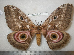  ( - barcode SNB 5314)  @14 [ ] Copyright (2013) Stefan Naumann Research Collection of Stefan Naumann