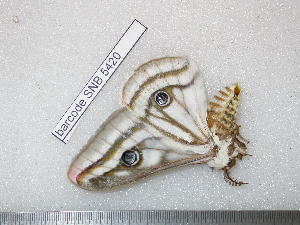 ( - barcode SNB 5420)  @11 [ ] Copyright (2015) Stefan Naumann Research Collection of Stefan Naumann