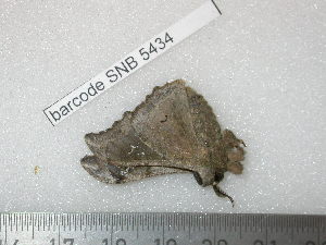  ( - barcode SNB 5434)  @12 [ ] Copyright (2015) Stefan Naumann Research Collection of Stefan Naumann