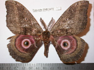  ( - barcode SNB 5670)  @14 [ ] Copyright (2015) Stefan Naumann Research Collection of Stefan Naumann