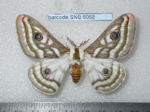  ( - barcode SNB 6068)  @11 [ ] Copyright (2017) Stefan Naumann Research Collection of Stefan Naumann