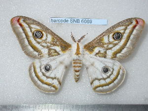  ( - barcode SNB 6069)  @11 [ ] Copyright (2017) Stefan Naumann Research Collection of Stefan Naumann