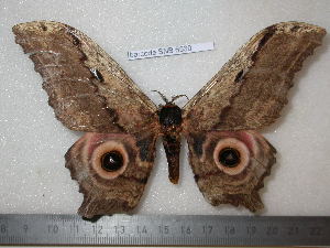 ( - barcode SNB 6530)  @11 [ ] copyright (2019) Stefan Naumann Research collection of Stefan Naumann