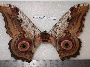  ( - barcode SNB 6537)  @11 [ ] copyright (2019) Stefan Naumann Research collection of Stefan Naumann