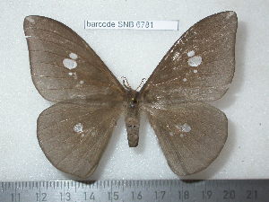  ( - barcode SNB 6781)  @11 [ ] copyright (2020) Stefan Naumann private