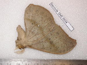  ( - barcode SNB 6804)  @11 [ ] copyright (2020) Stefan Naumann private