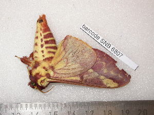  ( - barcode SNB 6807)  @11 [ ] copyright (2020) Stefan Naumann private