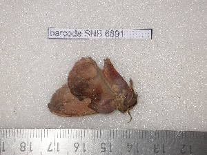  ( - barcode SNB 6891)  @11 [ ] copyright (2020) Stefan Naumann private