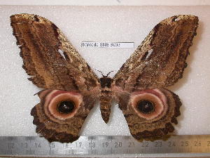  ( - barcode SNB 6903)  @11 [ ] copyright (2020) Stefan Naumann private