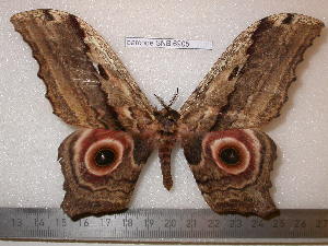  ( - barcode SNB 6905)  @11 [ ] copyright (2020) Stefan Naumann private