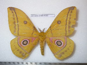  ( - barcode SNB 6965)  @11 [ ] copyright (2022) Stefan Naumann Research Collection of Stefan Naumann