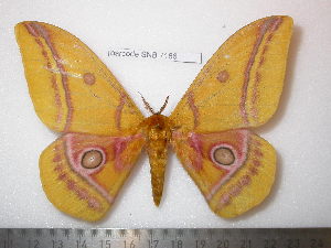  ( - barcode SNB 7166)  @11 [ ] copyright (2022) Stefan Naumann Research collection of Stefan Naumann