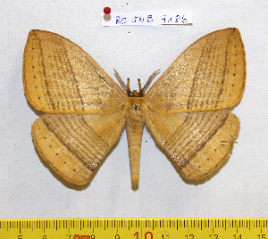  ( - barcode SNB 7186)  @11 [ ] copyright (2022) Stefan Naumann Research collection of Stefan Naumann