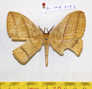  ( - barcode SNB 7187)  @11 [ ] copyright (2022) Stefan Naumann Research collection of Stefan Naumann