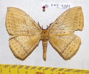  ( - barcode SNB 7189)  @11 [ ] copyright (2022) Stefan Naumann Research collection of Stefan Naumann