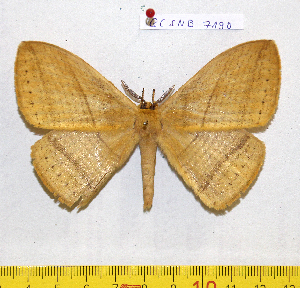  ( - barcode SNB 7190)  @11 [ ] copyright (2022) Stefan Naumann Research collection of Stefan Naumann
