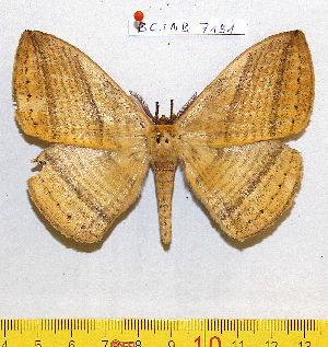  ( - barcode SNB 7191)  @11 [ ] copyright (2022) Stefan Naumann Research collection of Stefan Naumann