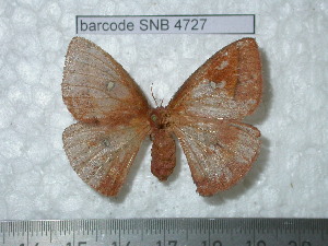  ( - barcode SNB 4727)  @13 [ ] Copyright (2012) Stefan Naumann Research Collection of Stefan Naumann