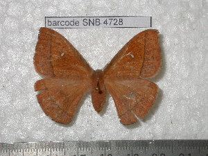  ( - barcode SNB 4728)  @13 [ ] Copyright (2012) Stefan Naumann Research Collection of Stefan Naumann