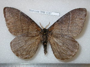  ( - barcode SNB 5087)  @11 [ ] Copyright (2013) Stefan Naumann Research Collection of Stefan Naumann