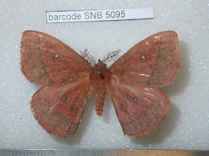  ( - barcode SNB 5095)  @14 [ ] Copyright (2013) Stefan Naumann Research Collection of Stefan Naumann