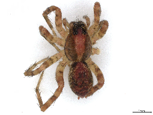  (Hogna maruana - CBG-A04492-H05)  @11 [ ] CreativeCommons - Attribution (2023) CBG Photography Group Centre for Biodiversity Genomics