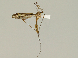  (Tipula furca - CMNH474985)  @13 [ ] CreativeCommons - Attribution Non-Commercial Share-Alike (2010) Chen Young Carnegie Museum of Natural History