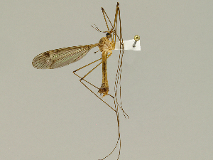  (Tipula submaculata - CMNH474999)  @13 [ ] CreativeCommons - Attribution Non-Commercial Share-Alike (2010) Chen Young Carnegie Museum of Natural History