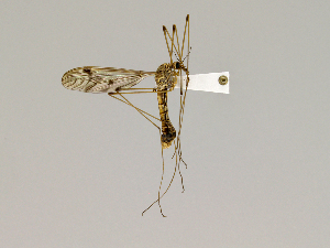  (Tipula capistrano - CMNH543366)  @13 [ ] CreativeCommons - Attribution Non-Commercial Share-Alike (2010) Chen Young Carnegie Museum of Natural History